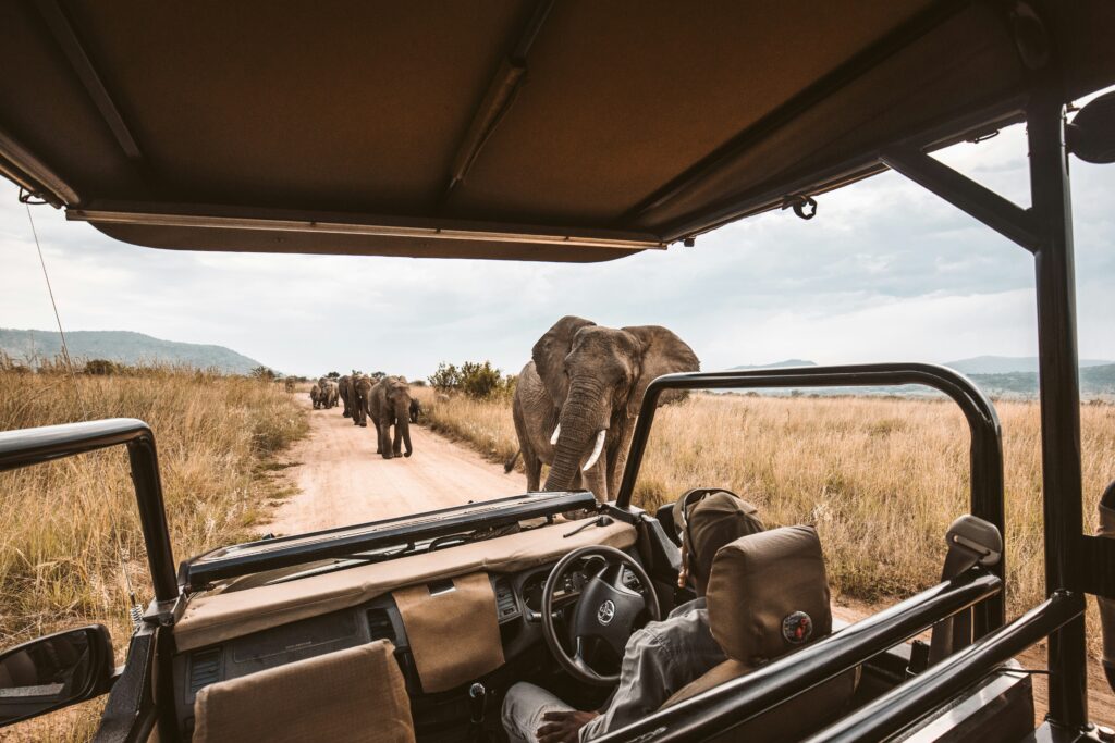 Elephant passing by safari truck